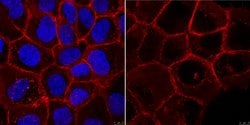 Integrin beta1 (CD29), Rat anti-Human, Clone: mAb13, Millipore Sigma 25&mu;L;